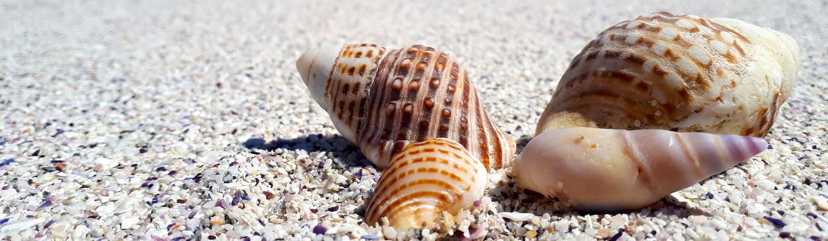 Sardinien Sand und Muscheln
